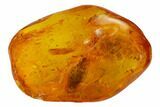 Detailed Fossil Caddisfly and Leaf in Baltic Amber #135022-3